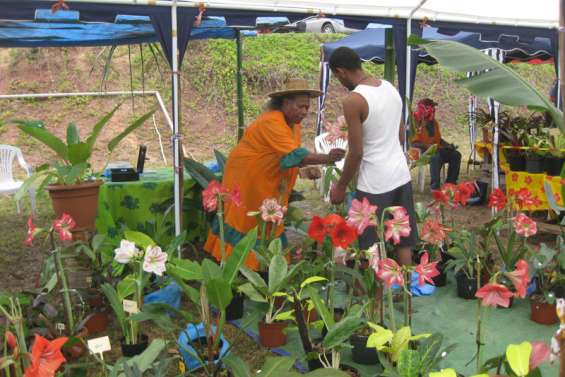 Emma fête les amarillys