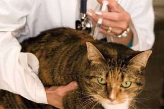 Des vaccins et des chats