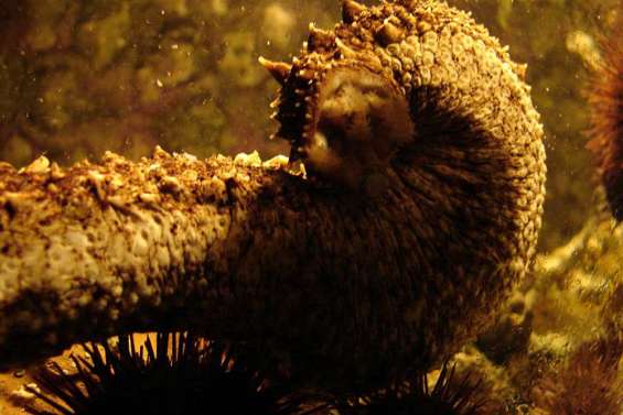 L'export d'holothuries explose