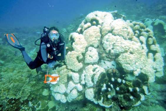 Le corail résistera-t-il au blanchissement ?