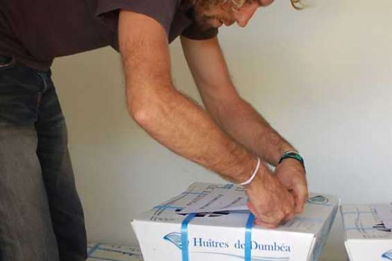 Les huîtres locales font leur retour 