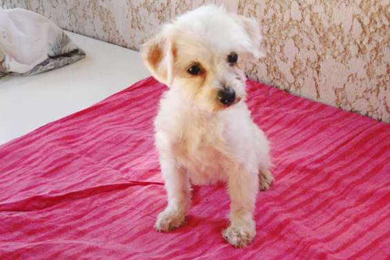 Margot et le refuge de Koutio