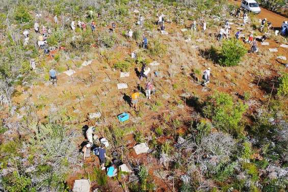 Opération mille plants