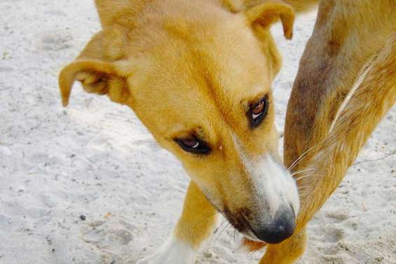« Un mets de choix »