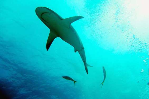 Les squales fuient la pleine lune