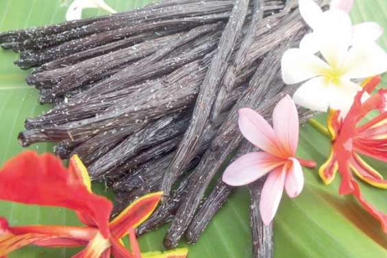 Une filière vanille de haute qualité dédiée à l'export