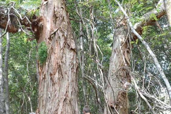 Le roi des niaoulis se cacherait-il à Téné ?