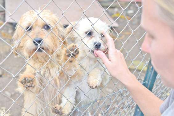 Ils cherchent un maître « responsable »