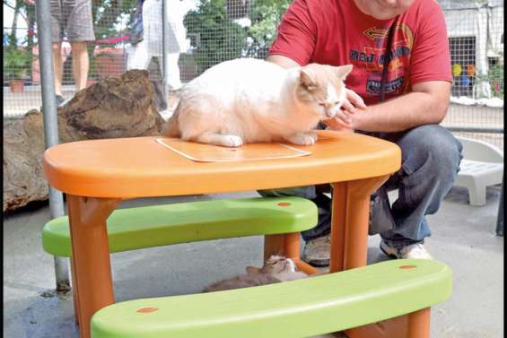 Des adoptions et des bénévoles