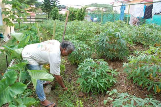 Jacarandas côté jardins