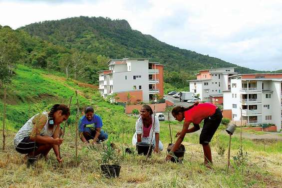 Plantation de forêt sèche