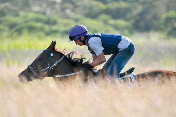 La saison hippique dans les starters