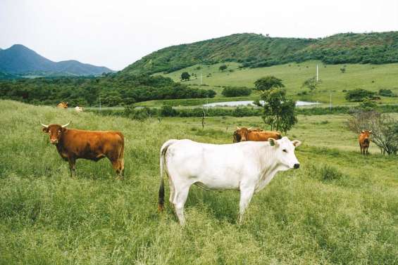 La viande sous contrôle ?