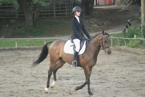 Danse avec les chevaux