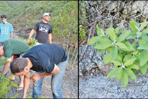 Arracher pour préserver