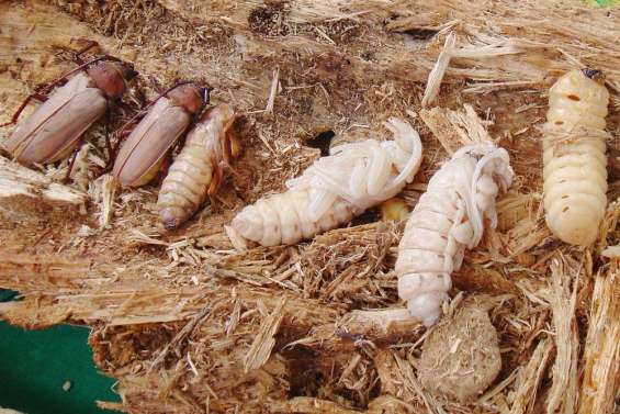 Les bouchées  doubles