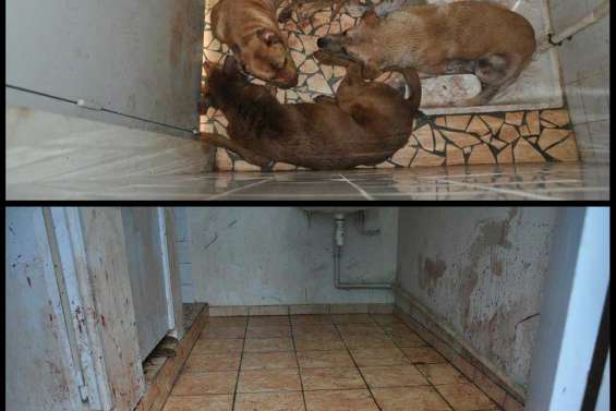 Des chiens, des boyaux et des hommes