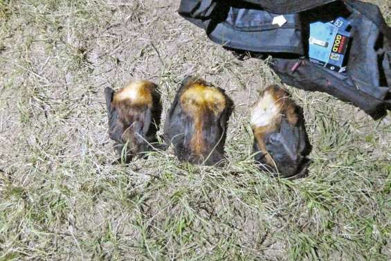 A chaque jour ses braconniers