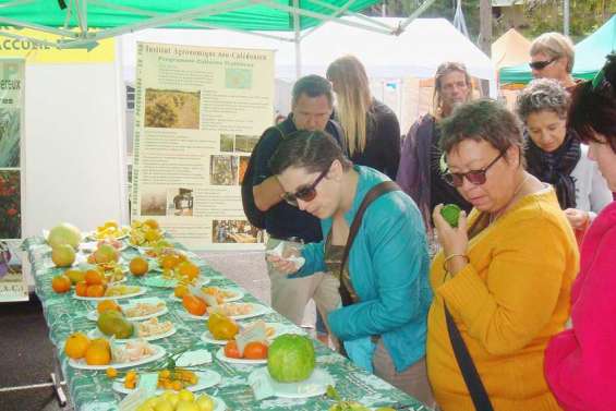 Les agrumes en fête