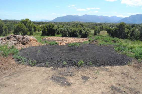 Les boues « valorisées » dans la mangrove