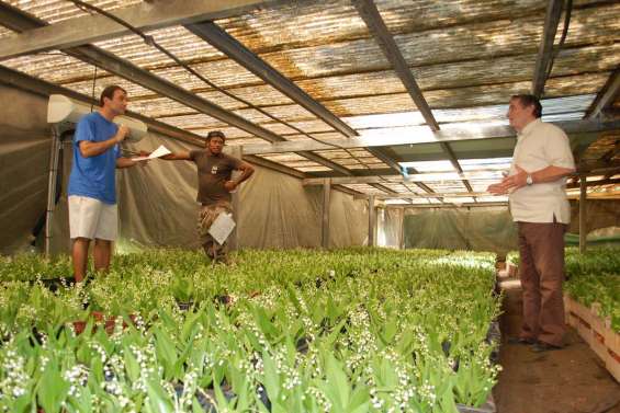 Délicat et capricieux muguet