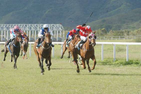 Mossas Way d'un museau