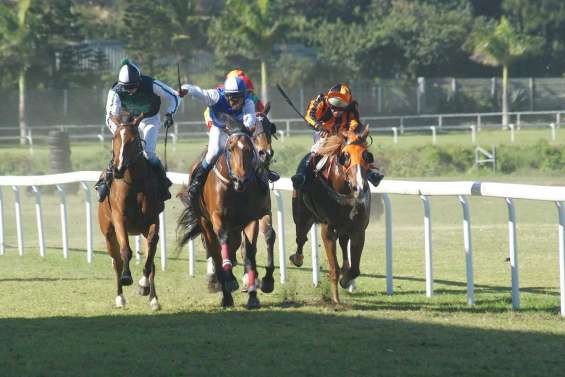 Les poulains à Nouméa