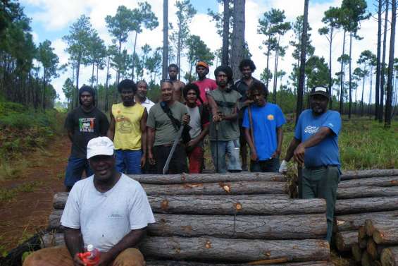 Trouver son chemin à travers les pinus