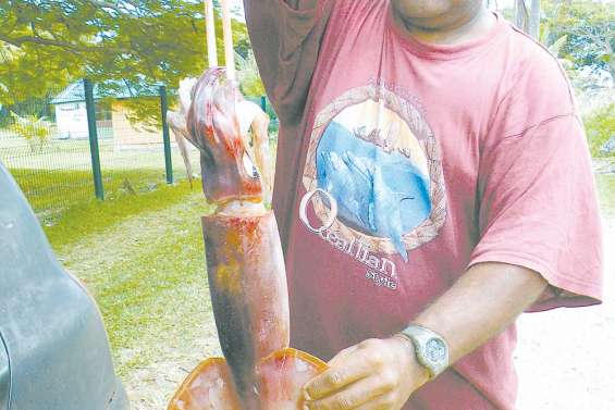 Un calamar géant à Kanuméra