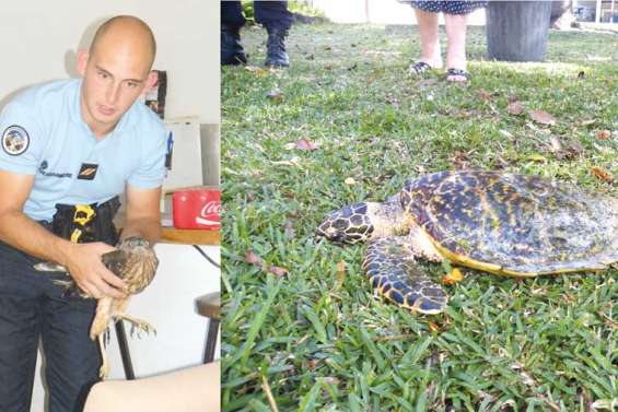 Une tortue et une buse évacuées par hélico