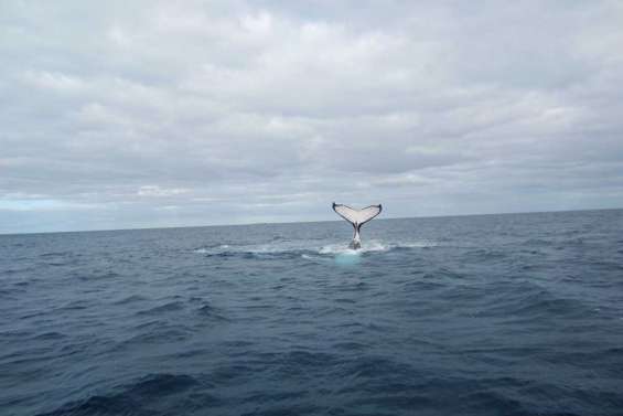 Premières baleines observées à Kunié
