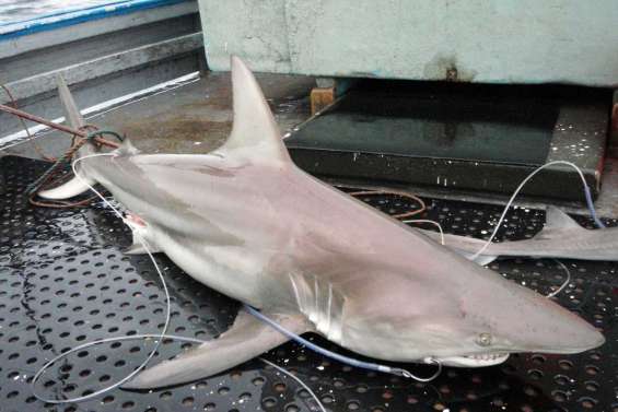 Des requins hybrides