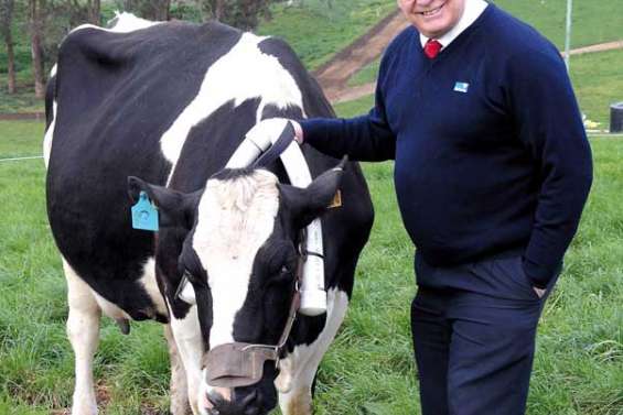 Les vaches au raisin