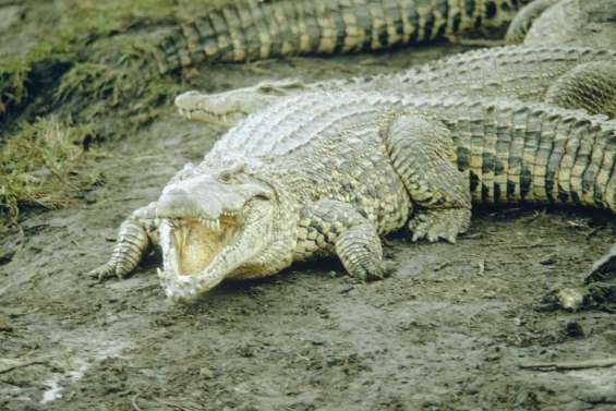 Recrute chasseurs de crocodiles
