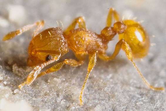 Progression inquiétante 