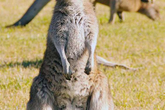 Traque aux kangourous