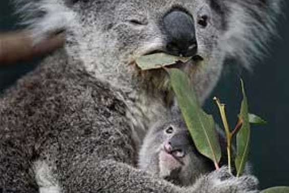 Koalas en danger