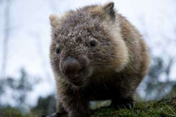 Crise de foie chez les wombats