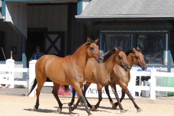 Panique dans les écuries