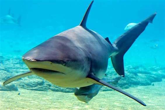 Requins sur le déclin