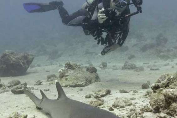 Requins libres à Palau