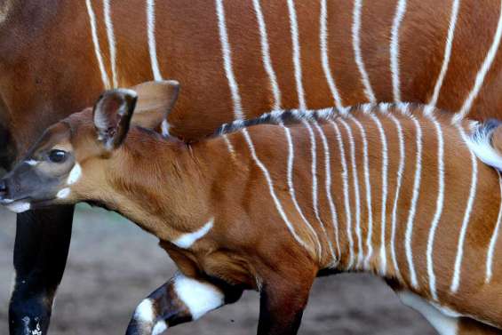 La vedette de Taronga