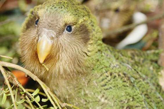 Le kakapo reprend des couleurs