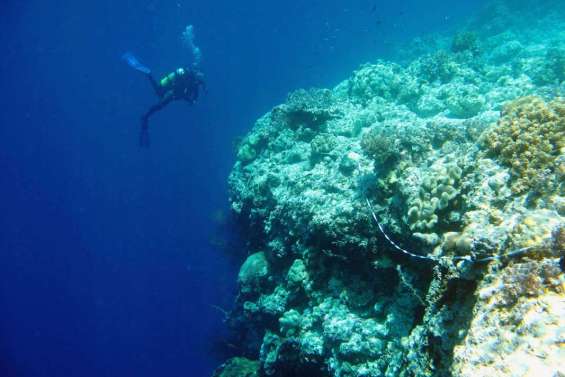 Récifs coralliens en surchauffe