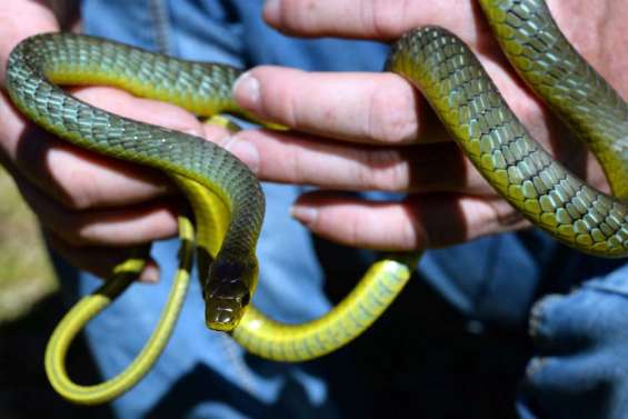 Ces squatteurs qui font flipper