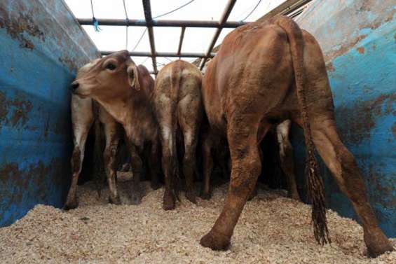 180 000 têtes en partance