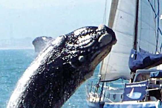 Une baleine fait couler un voilier