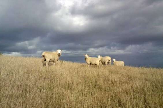 Coupe du monde : La course « moutons et bikinis » interdite