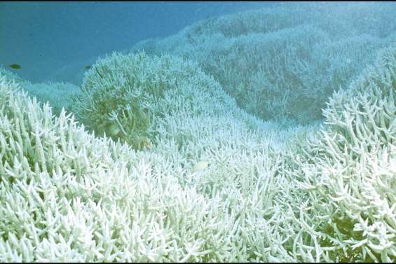 Le récif en première ligne