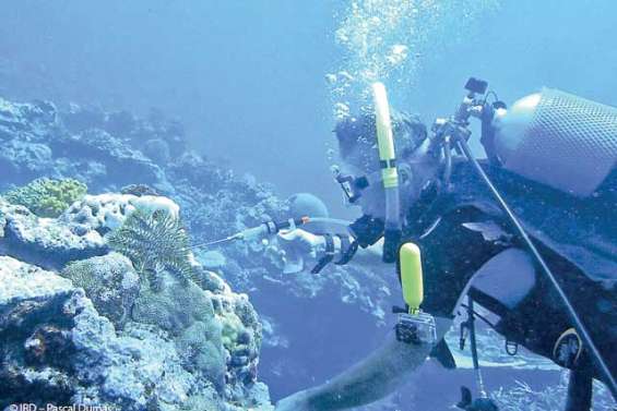 Le citron, l'arme fatale